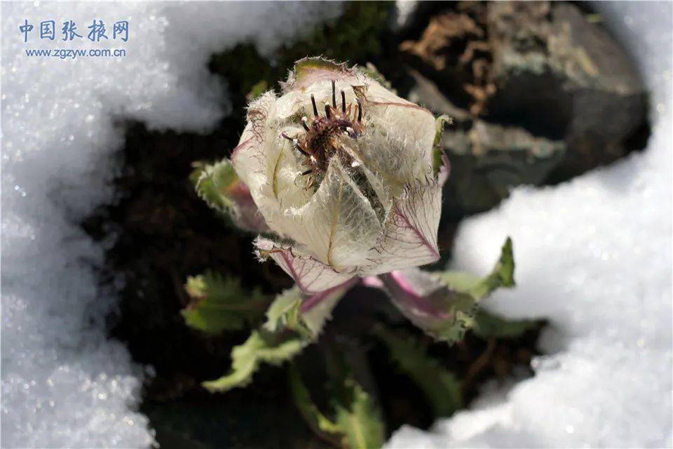 【组图】祁连山下——唐古特雪莲竞相绽放_海拔_冰川_初馨