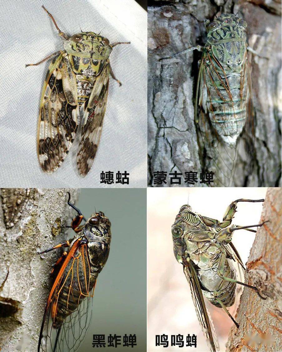 拿北京常见的4种蝉——蟪蛄,蒙古寒蝉,黑蚱蝉和鸣鸣蝉来说,每种叫声都