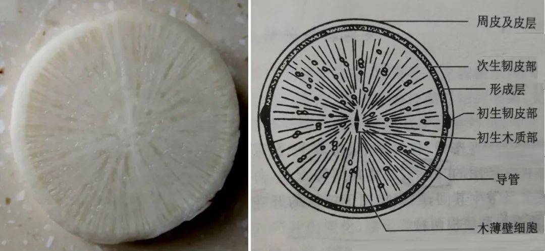 白萝卜根横切结构图图片