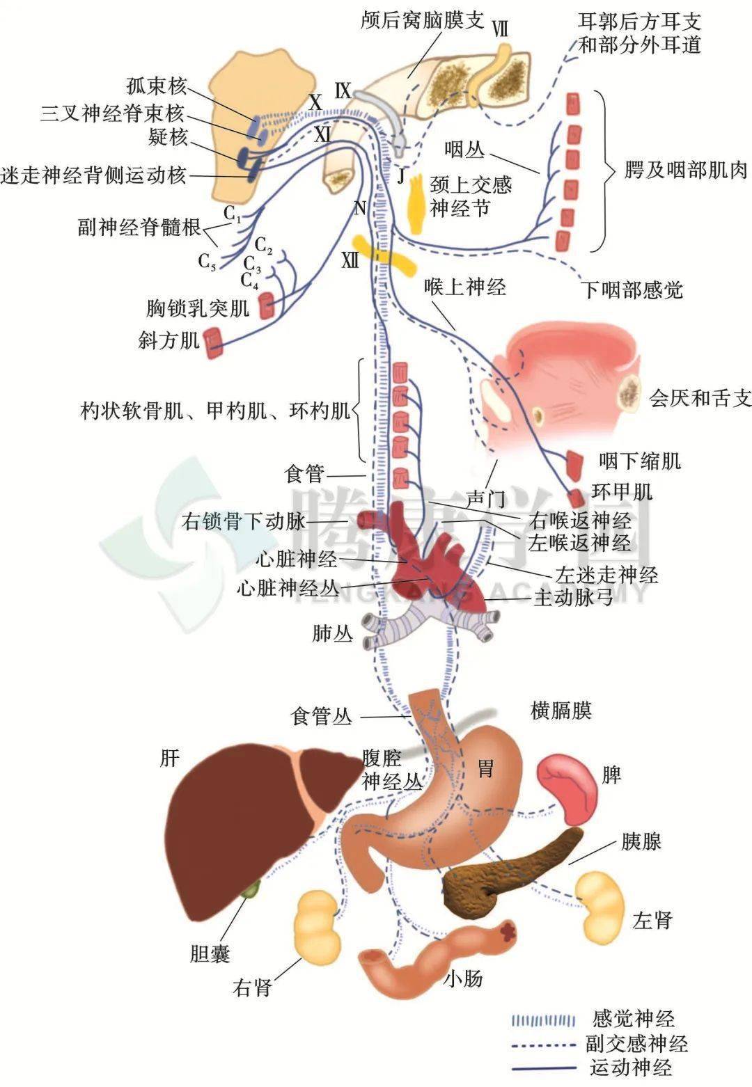 【内脏与疼痛】内脏感觉传入的通路_传导_纤维_躯体