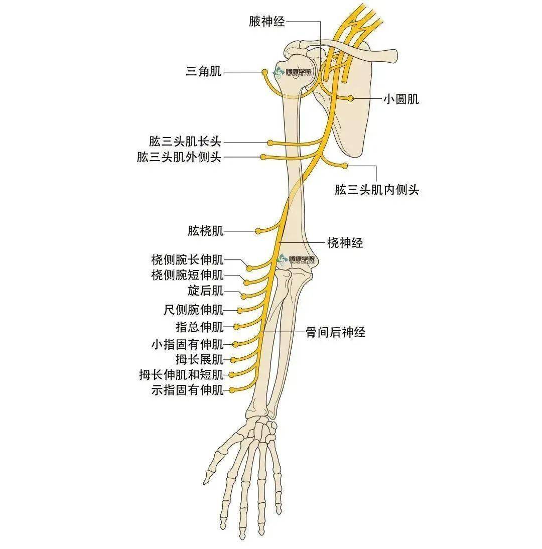 汇总上肢神经易卡压点解剖和评估