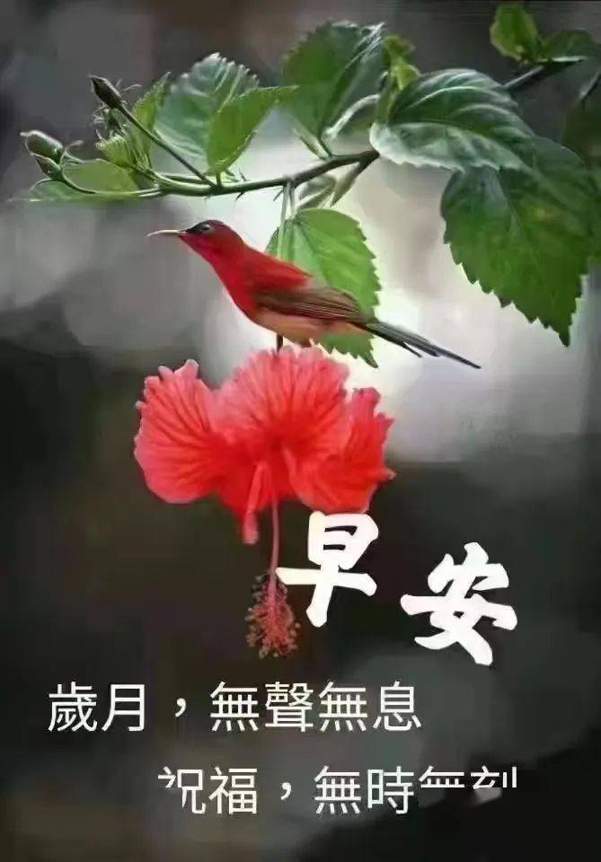 漂亮早安祝福语图文大全