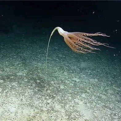2米长“海笔”首现踪太平洋!_约翰斯顿_研究_长度