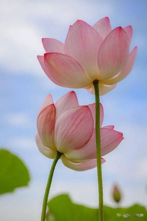 心境平和是最美的姿态