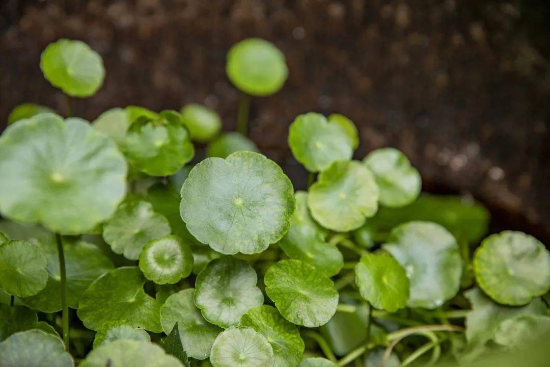 治疗结石少不了它金钱草