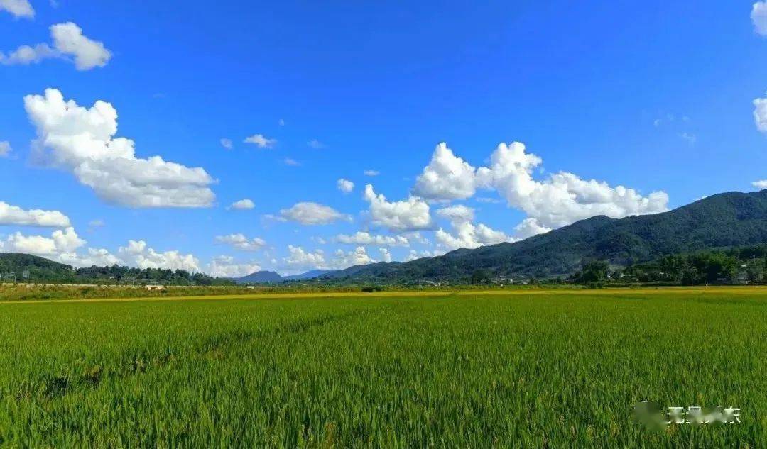 田园_青山绿水_稻穗