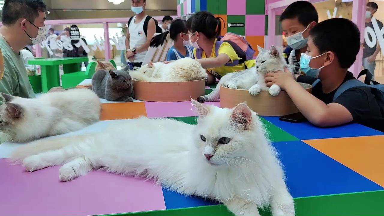超能萌宠空间广州首展开启40只猫咪呼唤猫奴集结