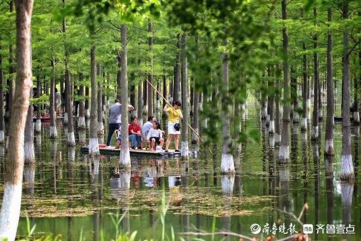 夏日出游再添好去处！尽赏宿迁洪泽湖湿地好风光