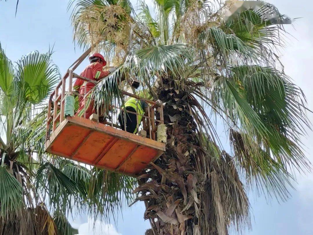 作为亚热带滨海城市,厦门的道路上,大王椰子,假槟榔,华棕,霸王棕,海枣