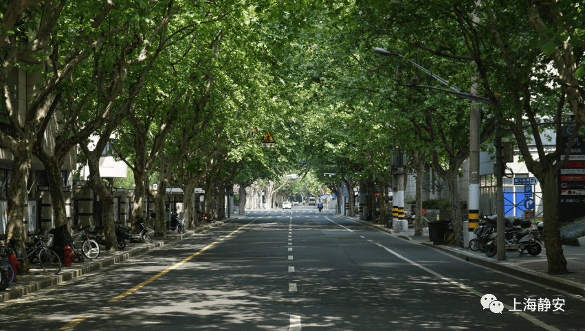 上海一周区情：探寻城市绿荫之美 解锁夏季水果采摘指南