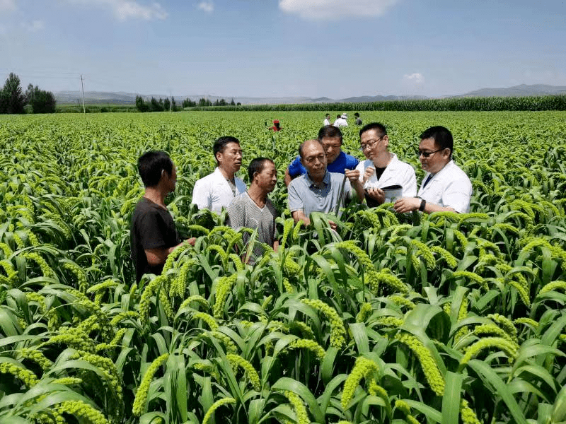 张家口市农科院"杂交谷子"再登央视新闻_抗旱_直播间_节目