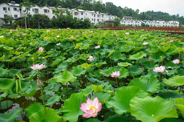 恒合土家族乡130家小民宿串起夏日“百味生活”