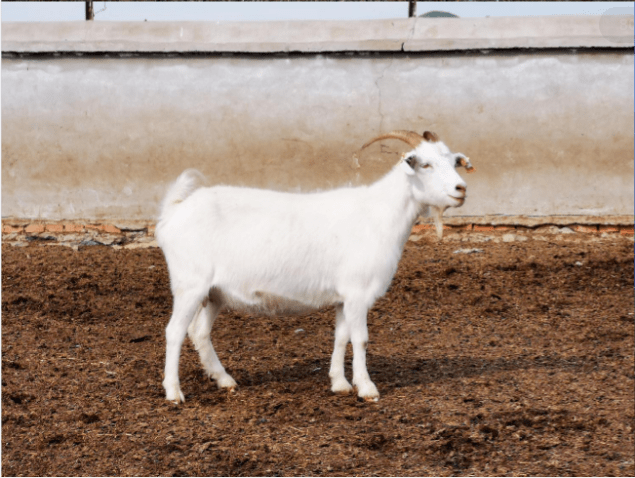 乌珠穆沁白山羊山羊内蒙古细毛羊察哈尔羊苏尼特羊乌珠穆沁羊绵羊蒙古