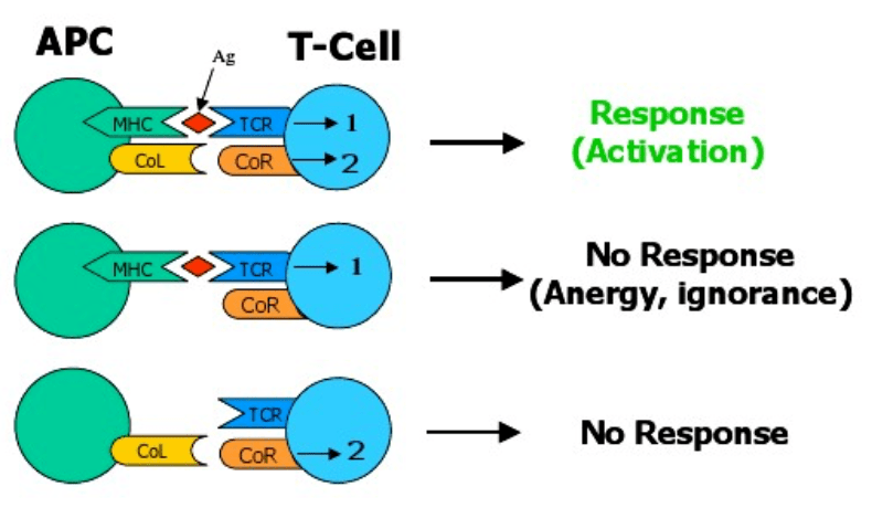 图片来源于google▉ 小 结t细胞的活化需要双信号系统的参与,在上一期