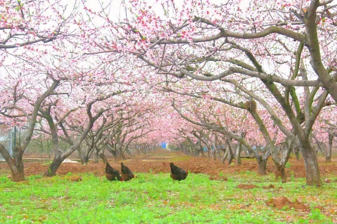 大通湖区 百亩桃花林变果林 走 摘桃去