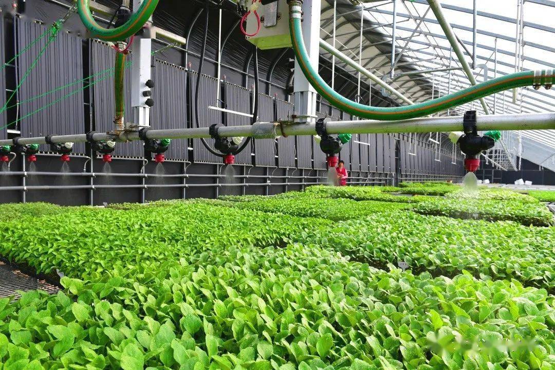 目标:打造全球种业创新高地_发展_育种_种业