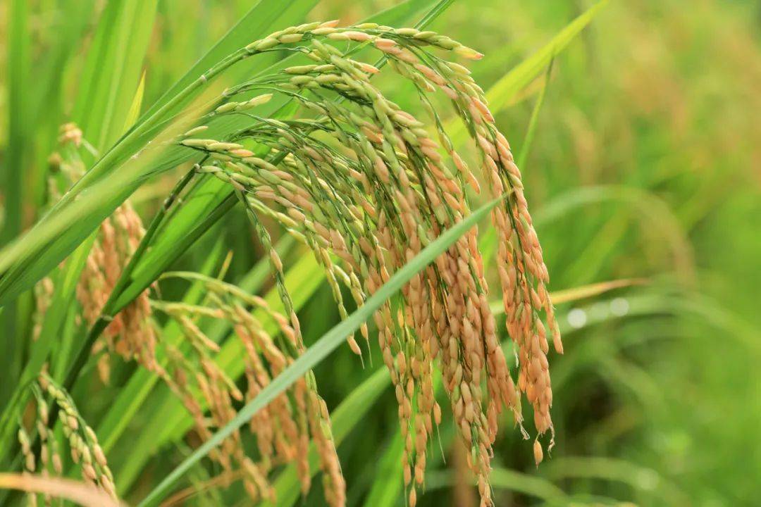 风吹稻田！翔安旱稻示范种植试点即将迎来……_胡萝卜_翔安区_土地