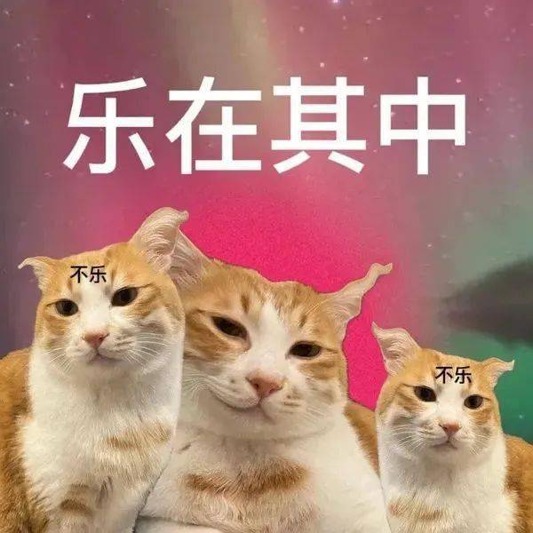 乐在其中丨第454期喵表情包