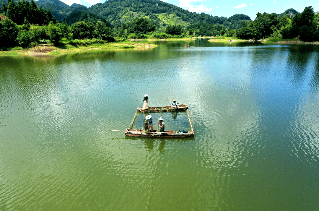 余庆县一水库生态鱼喜获丰收