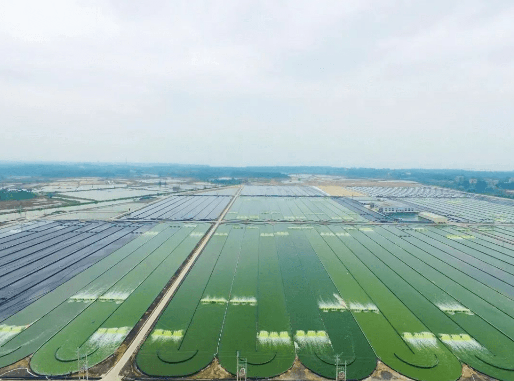 开发微藻epa与蛋白,已建全球最大藻类生产养殖基地