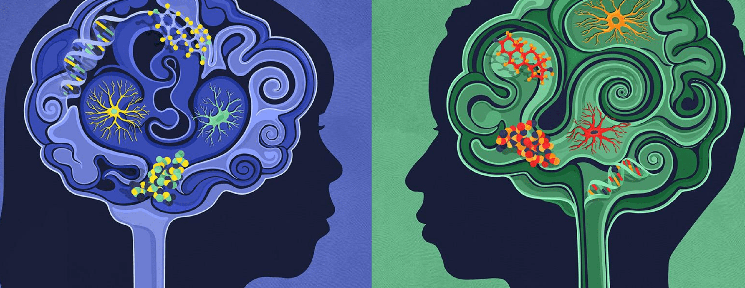 科普| 男人和女人的大脑不同吗？如何解读神经科学领域发现的大脑性别差异？-明朗的脑袋_Fiona-明朗的脑袋_Fiona-哔哩哔哩视频