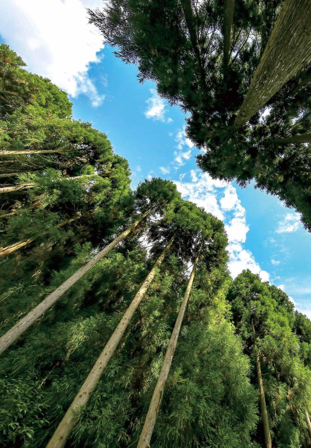 达州宣汉16的原始森林避暑可以打满分