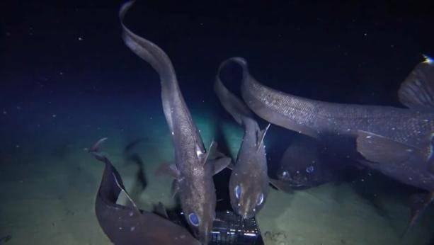 日本发现全球最大深海硬骨鱼：全长2.5米，可能扰乱当地食物链-舞儿网