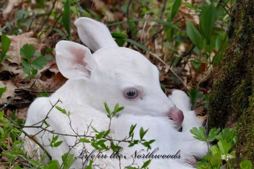 美丽而稀少的白化动物