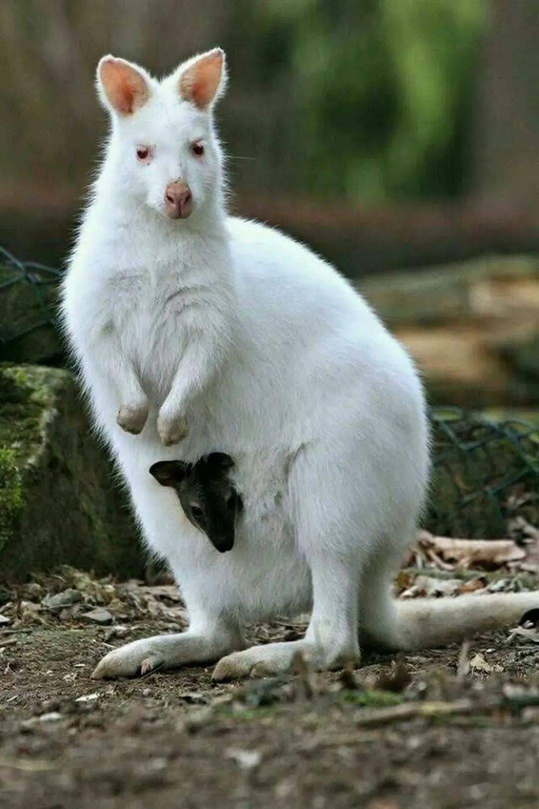 白化动物排名图片