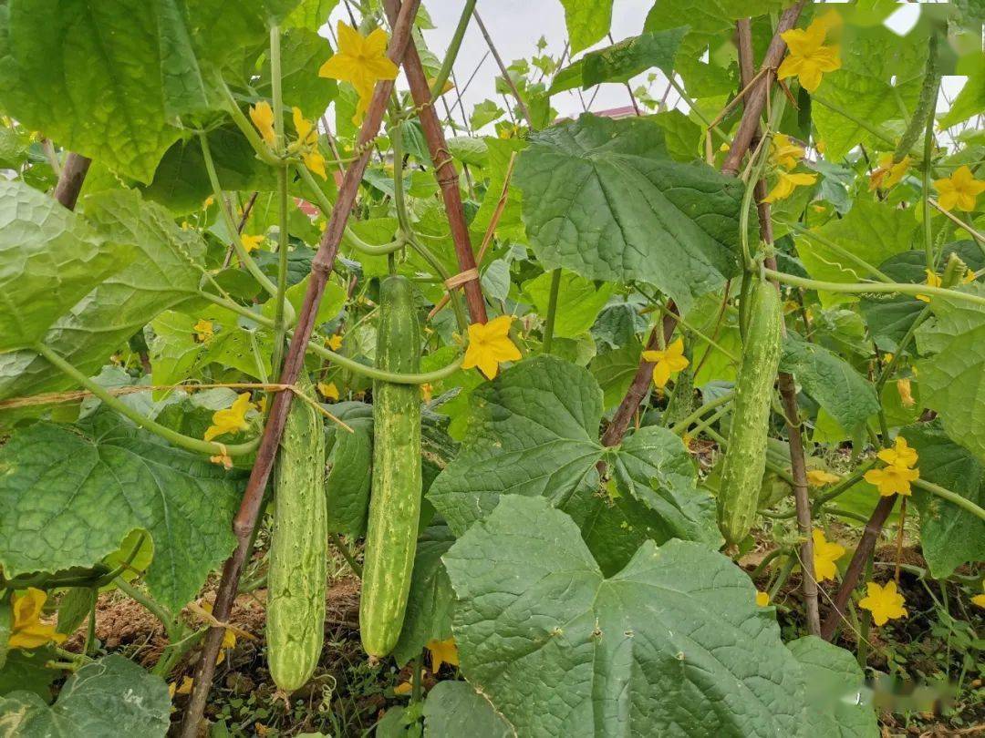 特色产业小小笪桥黄瓜干成为亿元大产业
