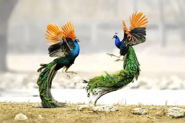 绿孔雀唯有这里能观看独有的孔雀放飞奇观欣赏西双版纳多民族乐器展演