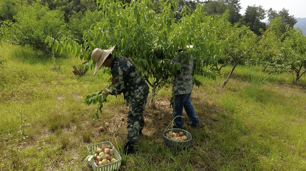 石菖蒲目前的行情怎样?