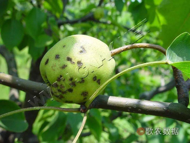 防治對象:黑星病,黑斑病,炭疽病,疫腐病,基腐病等,金龜子,桃小食心蟲