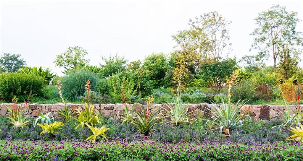 将观赏凤梨从温室 请 到室外上海辰山植物园打造全新主题花境 花卉 景观 进行 将观赏凤梨从温室 请 到室外上海辰山植物园打造全新主题花境 花卉 景观 进行