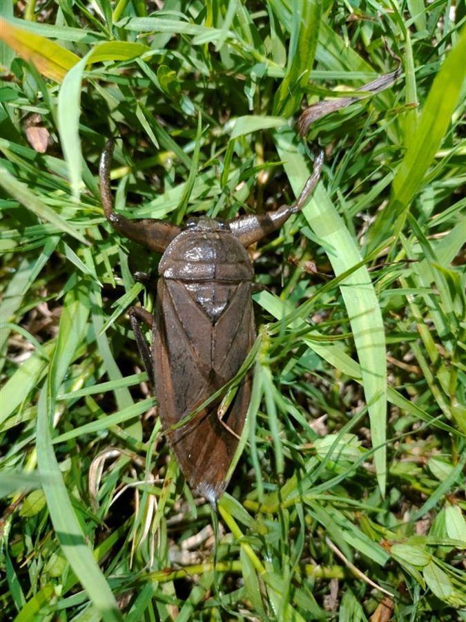 萤火虫飞舞溪边 罕见田鳖现踪 “指标性”生物见证城市生态“上扬线”_调查_水质_吴刚