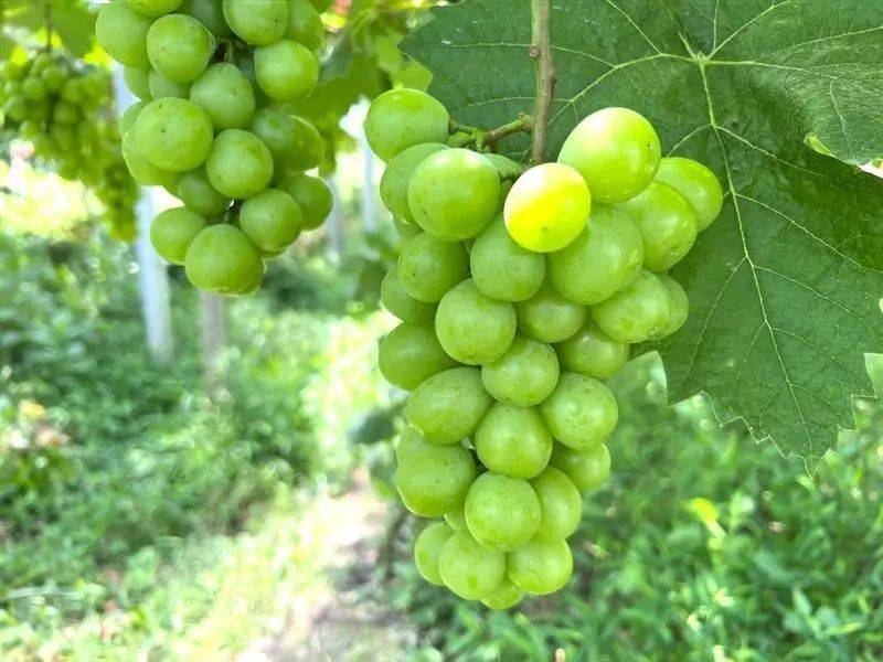 价格是普通葡萄的23倍龙泉网红葡萄上市啦