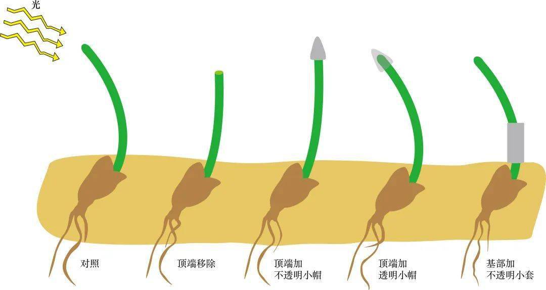 解析植物向光性奥秘_生长素_研究_极性
