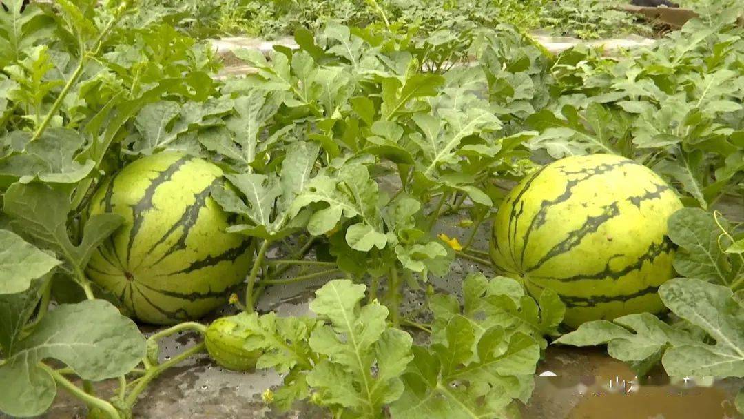 在壩奔村西瓜種植示範基地裡,圓潤飽滿的麒麟西瓜掩映在藤蔓之間,放眼