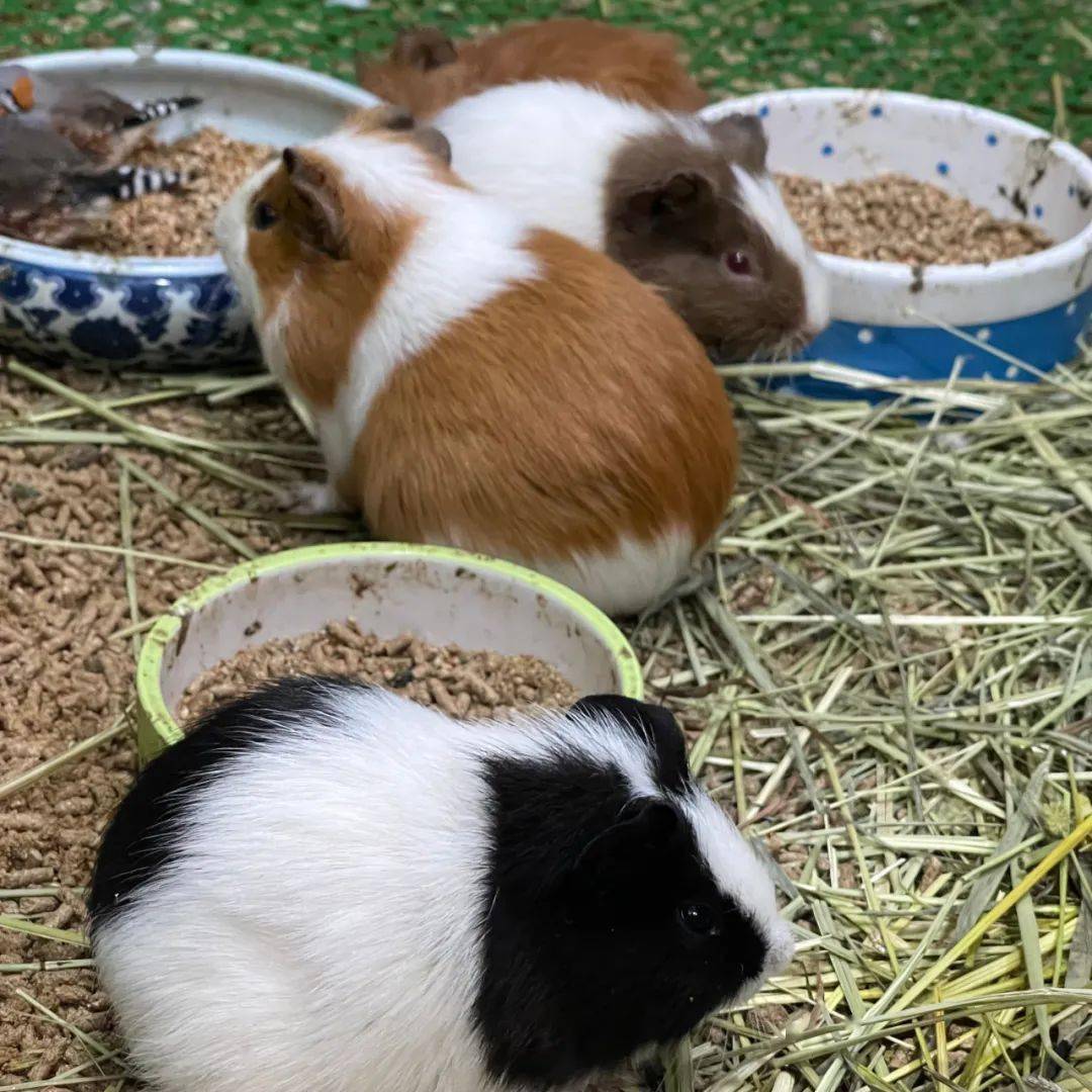 想要把豚鼠养好,这八大禁忌你千万别碰!_进行_温度_生水