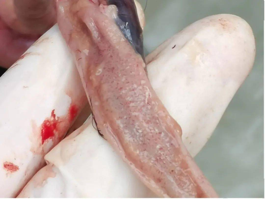 几例鸡布氏艾美耳球虫病的诊治