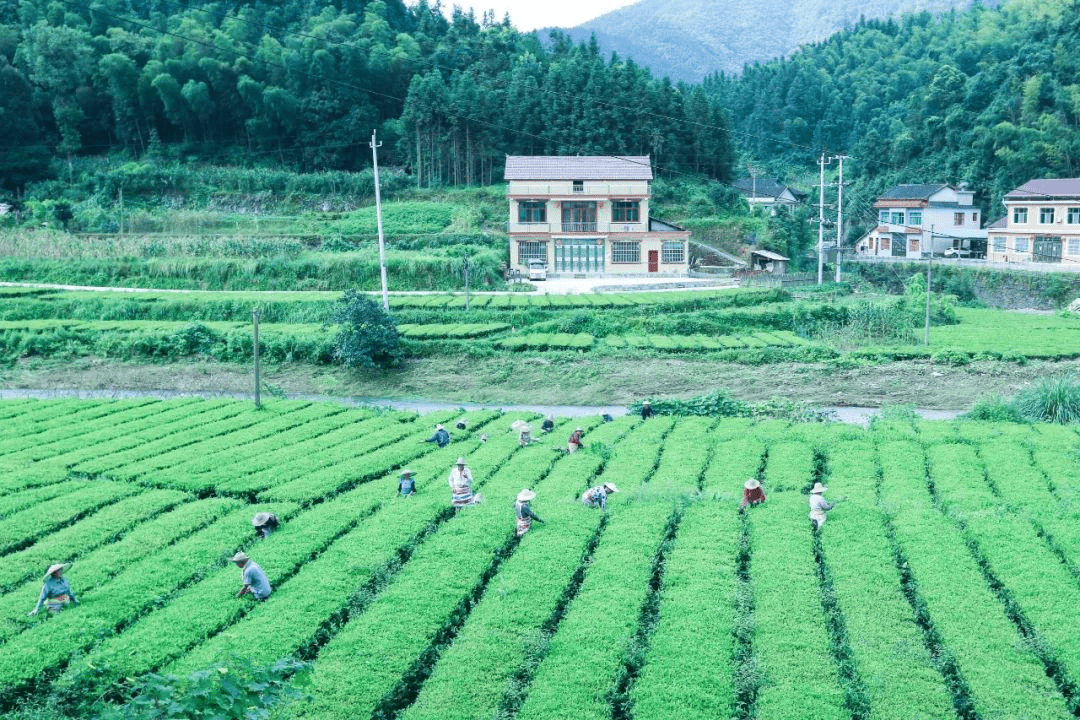 一片茶葉,鑄造出一方鄉村振興高地_葉子村_華萊_茶園