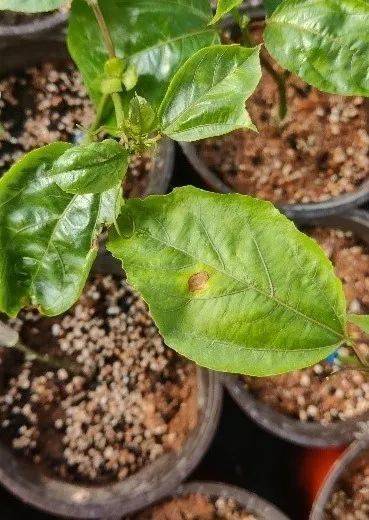 百香果炭疽病的识别与防治_发病_果园_种植