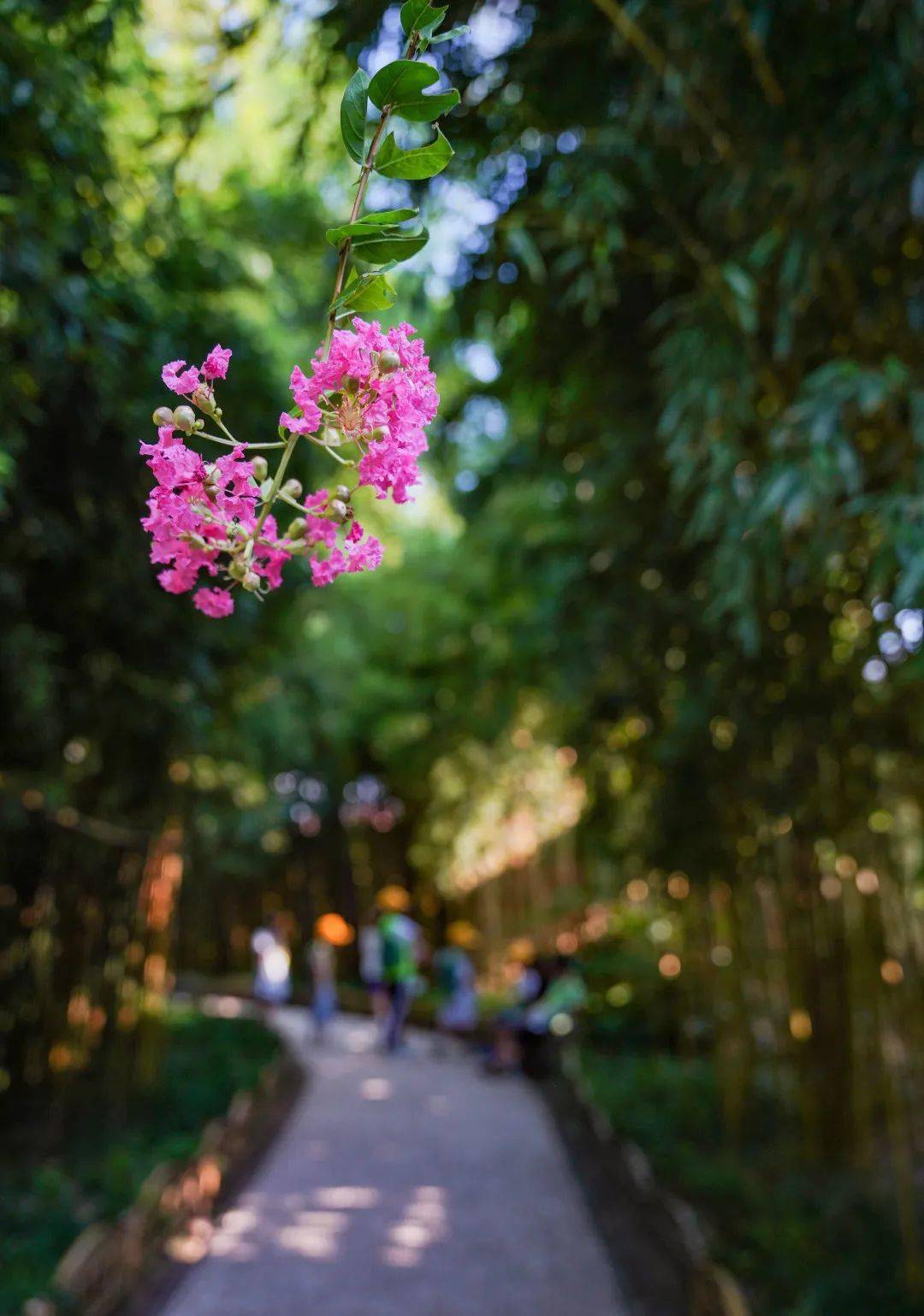 獨佔芳菲當夏景個園紫薇花驚豔上線