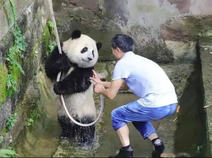 帮狗拉架结果自己低血糖晕倒在众狗面前