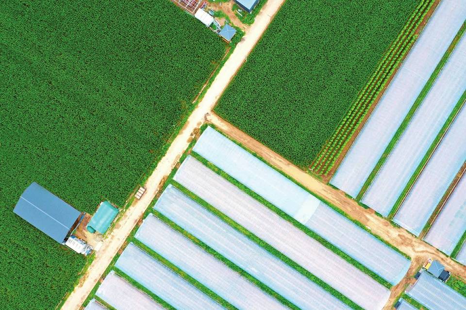 建成了以种植架豆为主的无公害绿色百吨蔬菜大棚基地