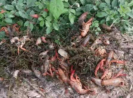 水产界网红巡塘神器“帮邦小黑”，帮您轻松检测溶氧，水温，让您对池塘水质变化不再迷茫！