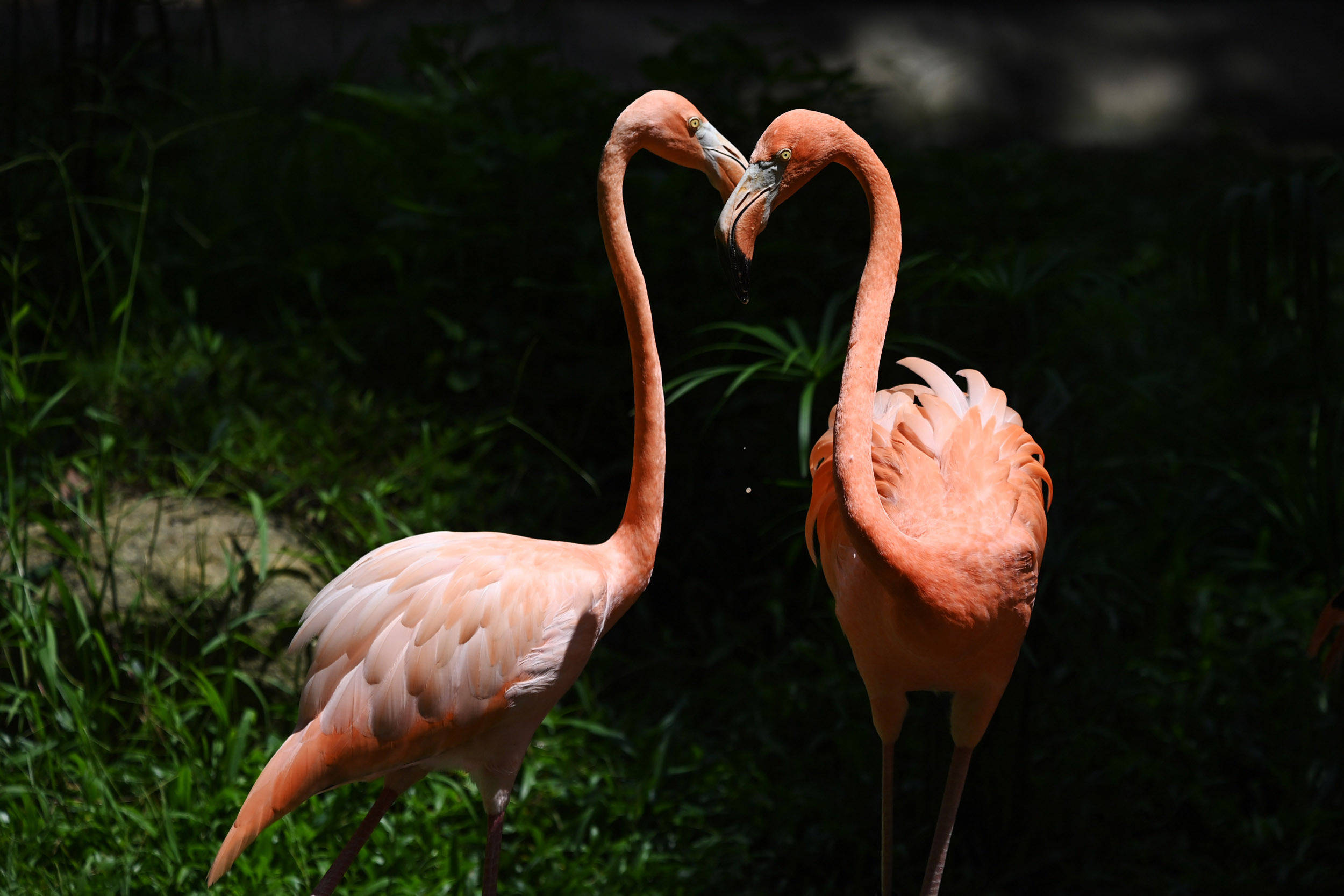 图集七夕动物情侣组团秀恩爱