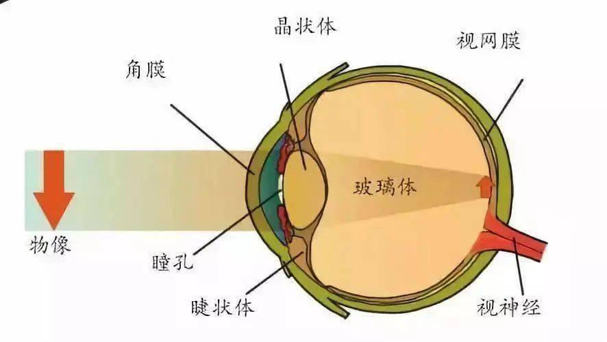 矢状位眼球解剖图图片