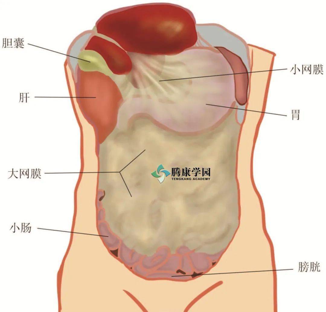 內臟與疼痛胃的概述形態及位置