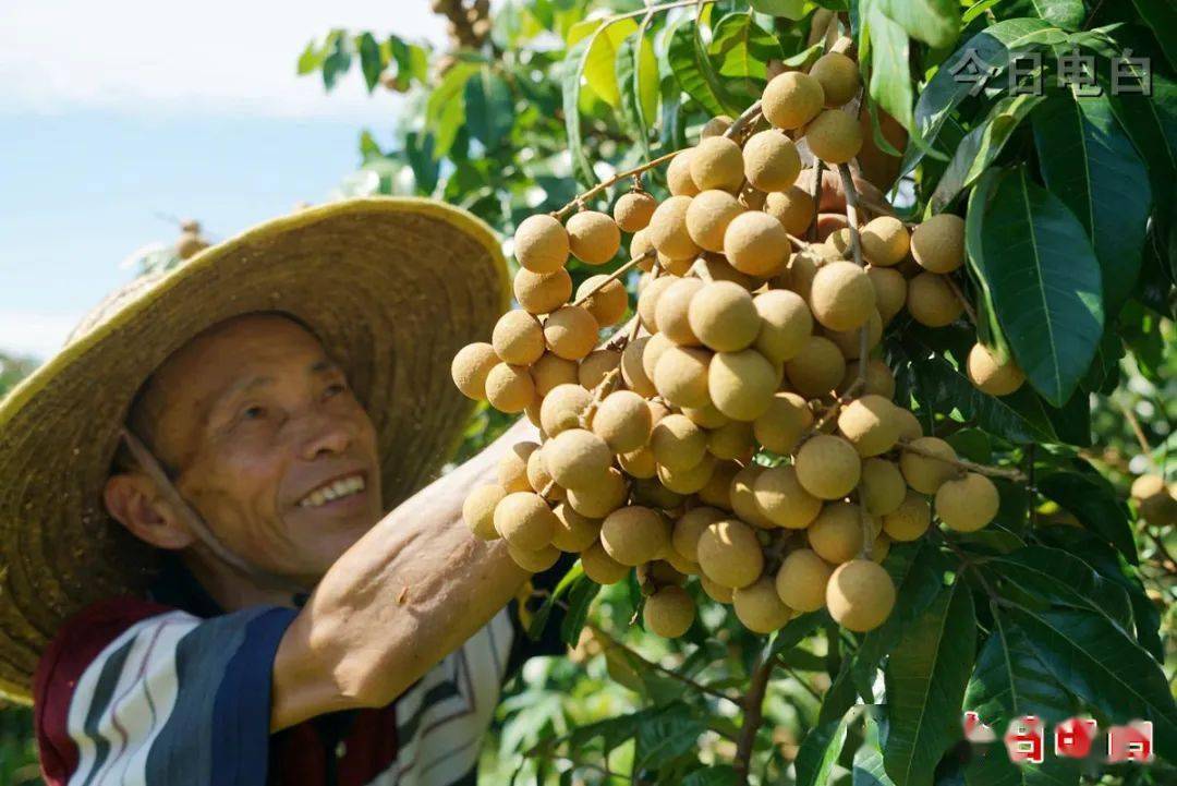 龙眼外挂 龙眼外面有白霉的东西